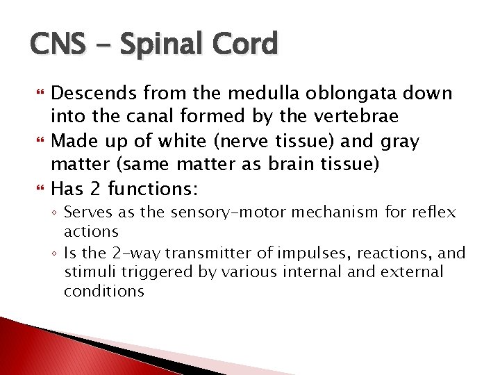 CNS - Spinal Cord Descends from the medulla oblongata down into the canal formed