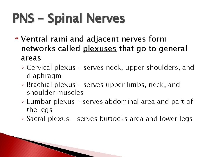 PNS – Spinal Nerves Ventral rami and adjacent nerves form networks called plexuses that