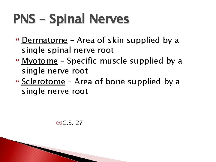 PNS – Spinal Nerves Dermatome – Area of skin supplied by a single spinal