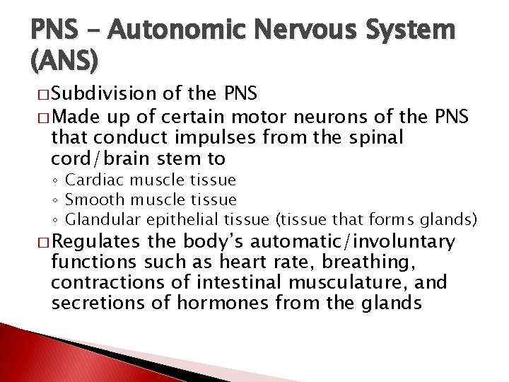 PNS – Autonomic Nervous System (ANS) � Subdivision of the PNS � Made up