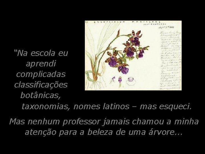 “Na escola eu aprendi complicadas classificações botânicas, taxonomias, nomes latinos – mas esqueci. Mas