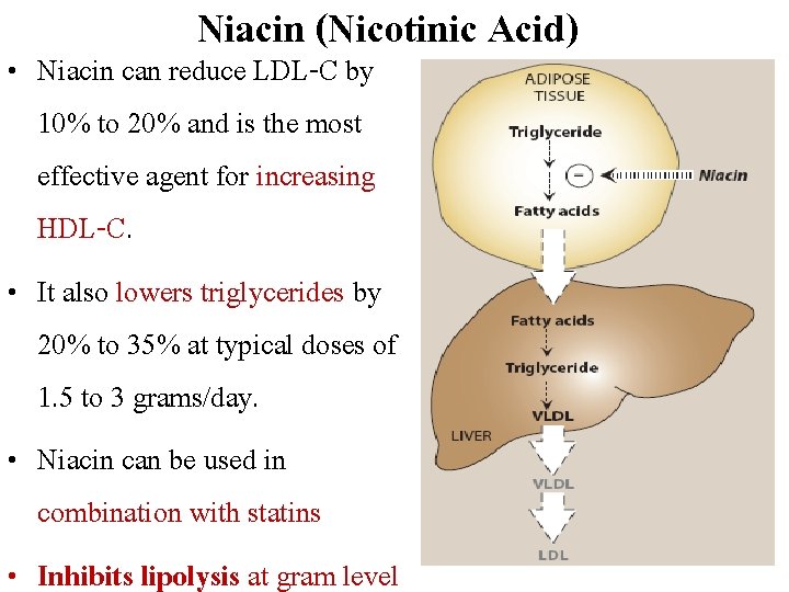 Niacin (Nicotinic Acid) • Niacin can reduce LDL-C by 10% to 20% and is