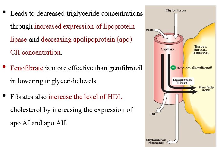  • Leads to decreased triglyceride concentrations through increased expression of lipoprotein lipase and