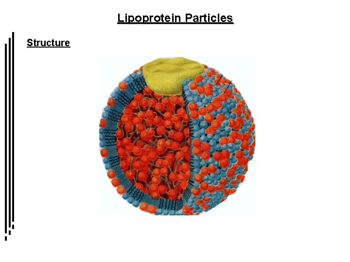 Lipoprotein Particles Structure 