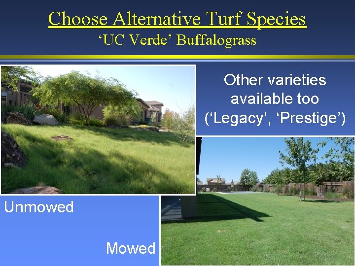 Choose Alternative Turf Species ‘UC Verde’ Buffalograss Other varieties available too (‘Legacy’, ‘Prestige’) Unmowed