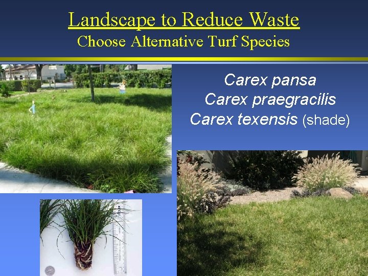 Landscape to Reduce Waste Choose Alternative Turf Species Carex pansa Carex praegracilis Carex texensis