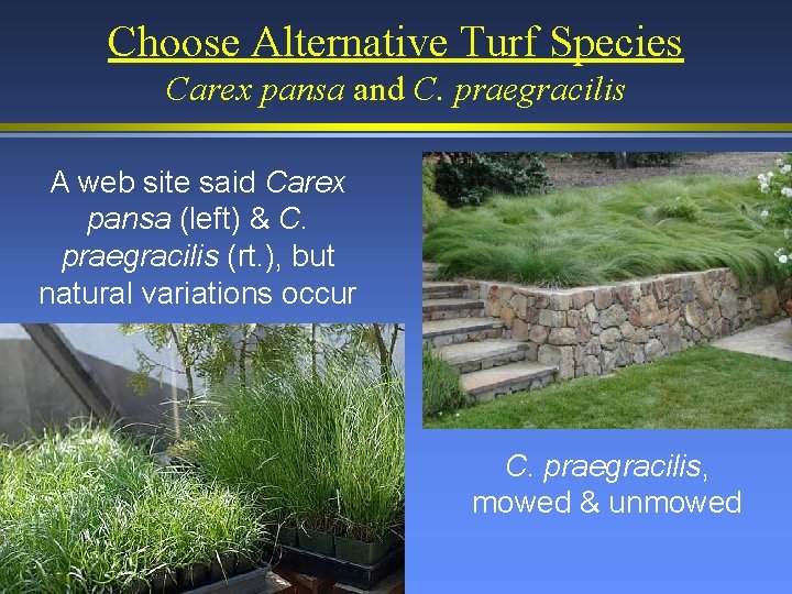 Choose Alternative Turf Species Carex pansa and C. praegracilis A web site said Carex