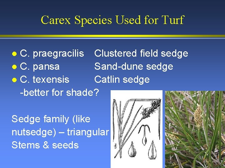 Carex Species Used for Turf C. praegracilis Clustered field sedge l C. pansa Sand-dune