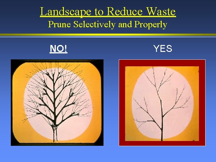 Landscape to Reduce Waste Prune Selectively and Properly NO! YES 