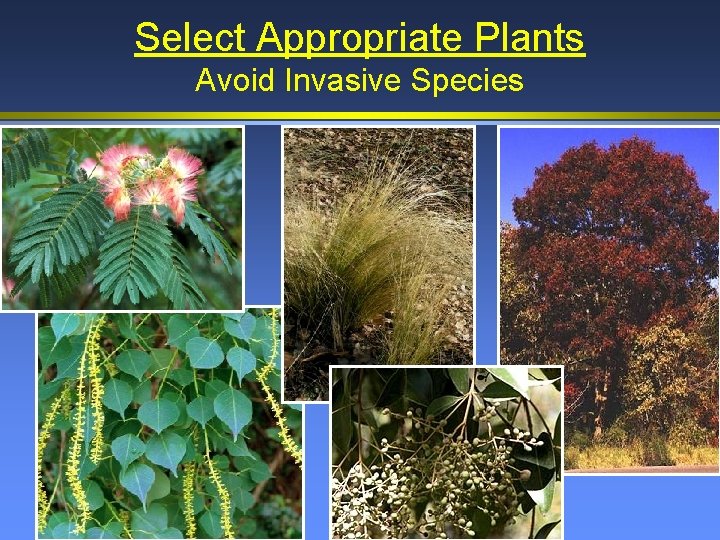 Select Appropriate Plants Avoid Invasive Species 