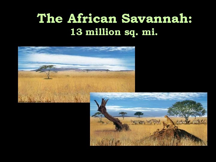 The African Savannah: 13 million sq. mi. 