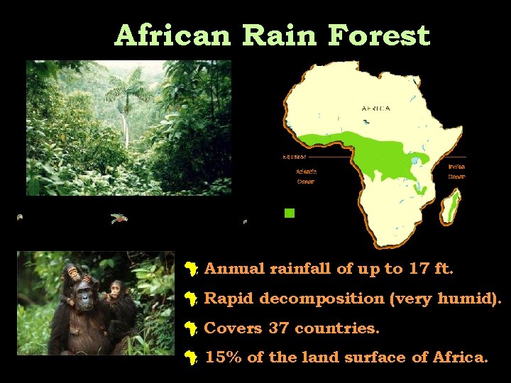 African Rain Forest # Annual rainfall of up to 17 ft. # Rapid decomposition