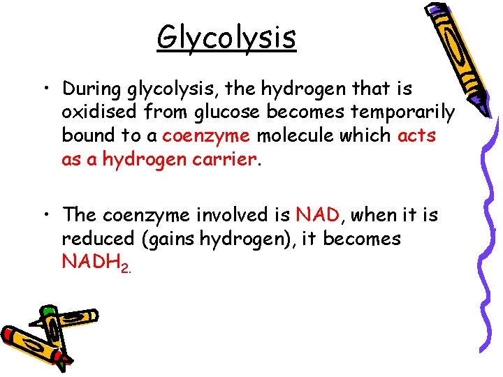 Glycolysis • During glycolysis, the hydrogen that is oxidised from glucose becomes temporarily bound Glycolysis • During glycolysis, the hydrogen that is oxidised from glucose becomes temporarily bound