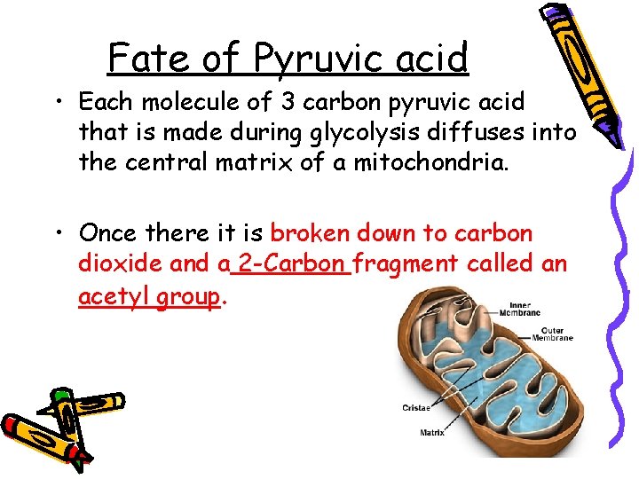 Fate of Pyruvic acid • Each molecule of 3 carbon pyruvic acid that is
