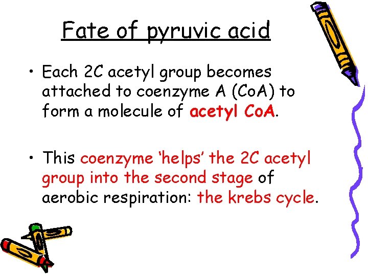 Fate of pyruvic acid • Each 2 C acetyl group becomes attached to coenzyme