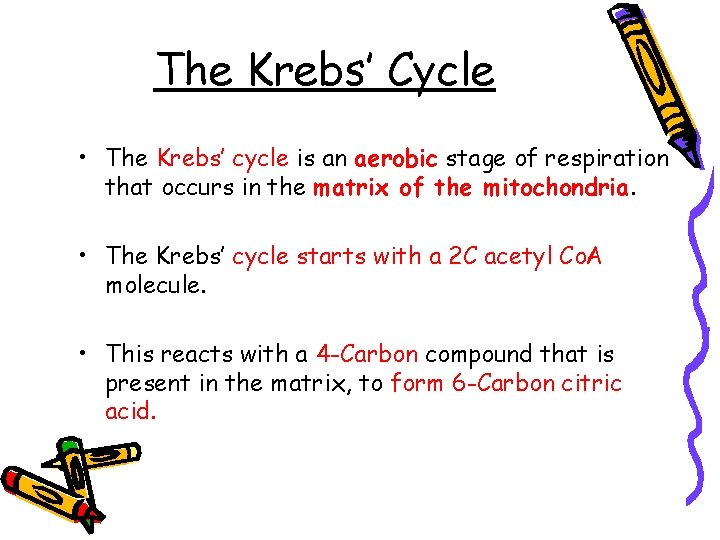 The Krebs’ Cycle • The Krebs’ cycle is an aerobic stage of respiration that