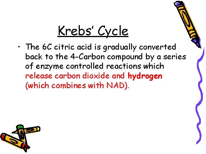 Krebs’ Cycle • The 6 C citric acid is gradually converted back to the