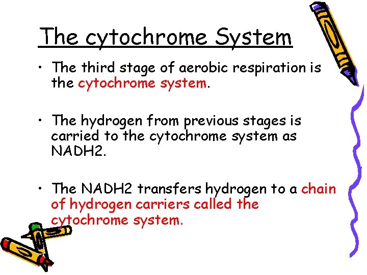 The cytochrome System • The third stage of aerobic respiration is the cytochrome system.