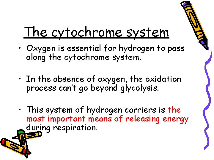 The cytochrome system • Oxygen is essential for hydrogen to pass along the cytochrome