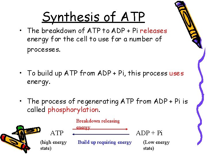Synthesis of ATP • The breakdown of ATP to ADP + Pi releases energy