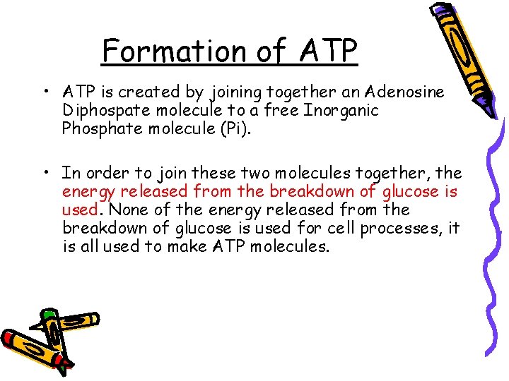 Formation of ATP • ATP is created by joining together an Adenosine Diphospate molecule