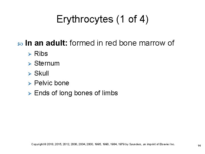 Erythrocytes (1 of 4) In an adult: formed in red bone marrow of Ø