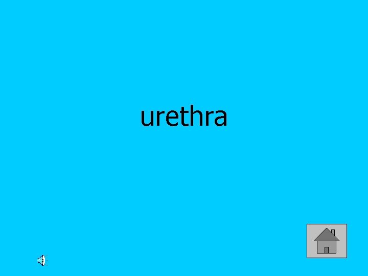 urethra 