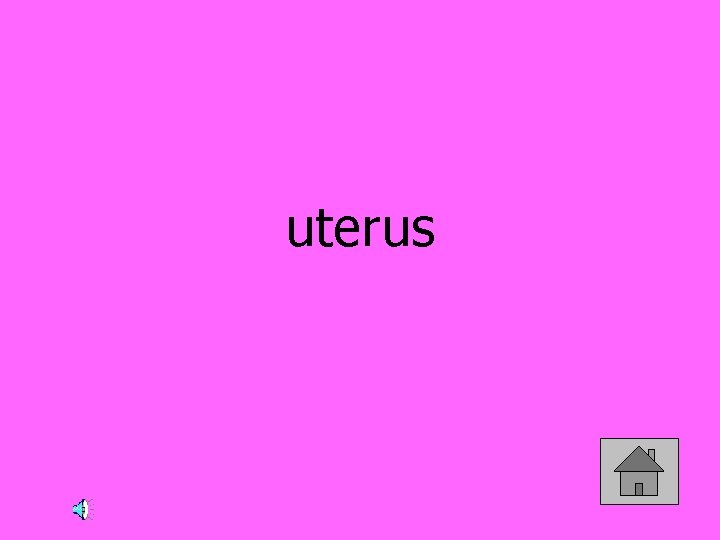 uterus 