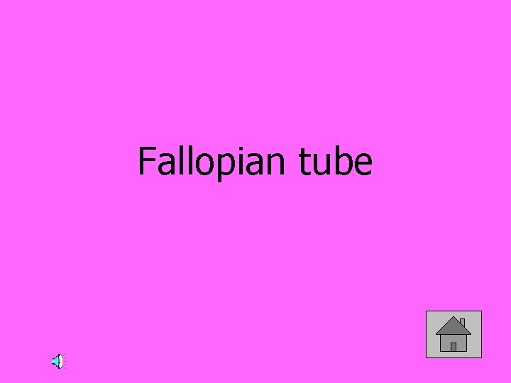 Fallopian tube 