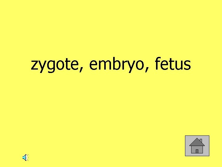 zygote, embryo, fetus 