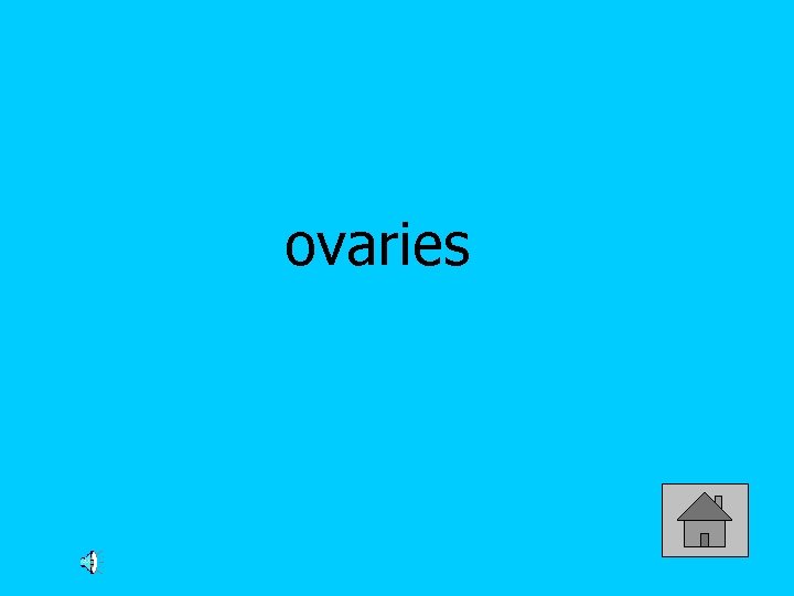 ovaries 