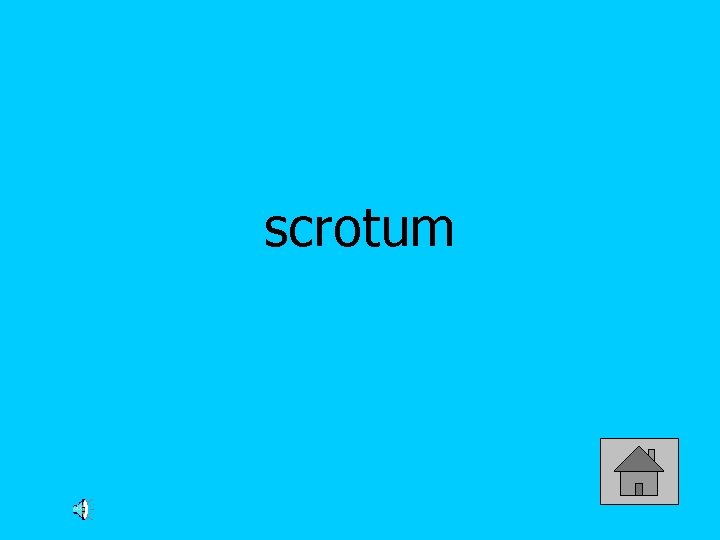 scrotum 