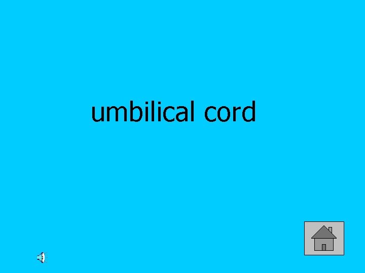 umbilical cord 
