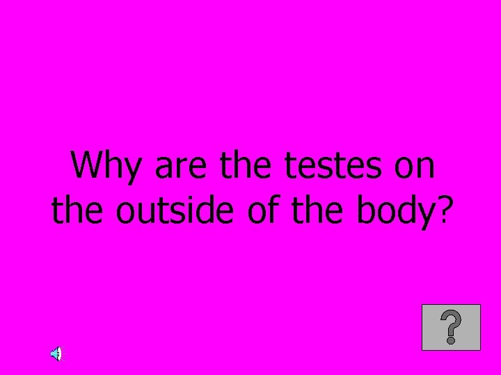 Why are the testes on the outside of the body? 