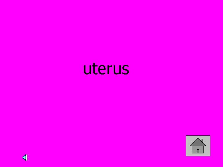 uterus 