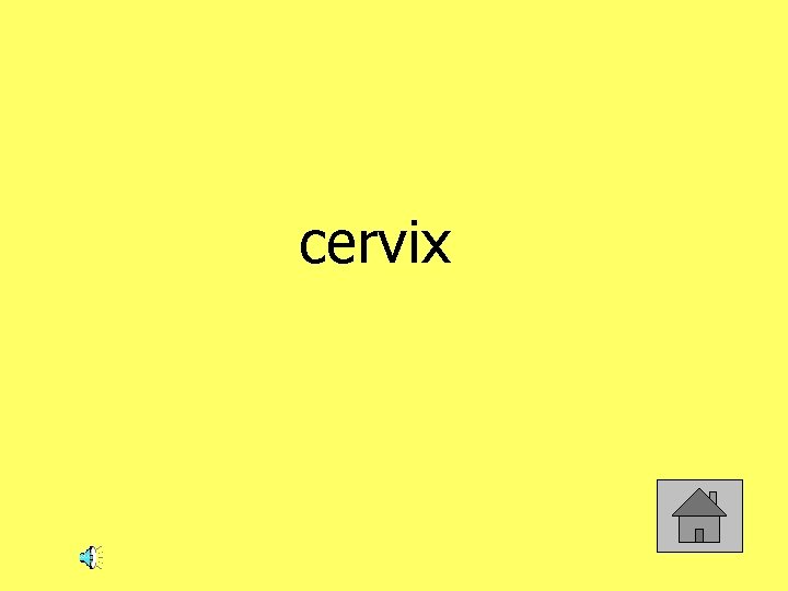 cervix 