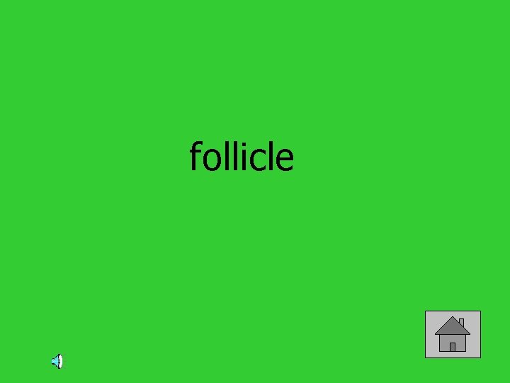 follicle 