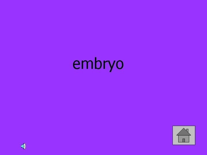 embryo 
