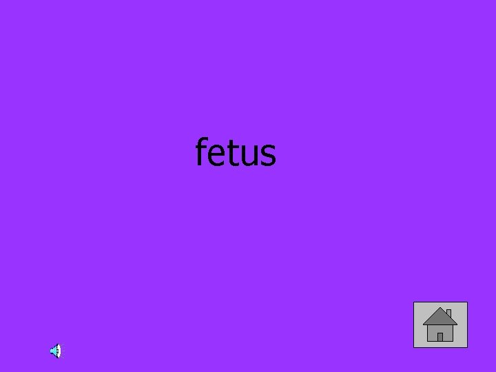 fetus 