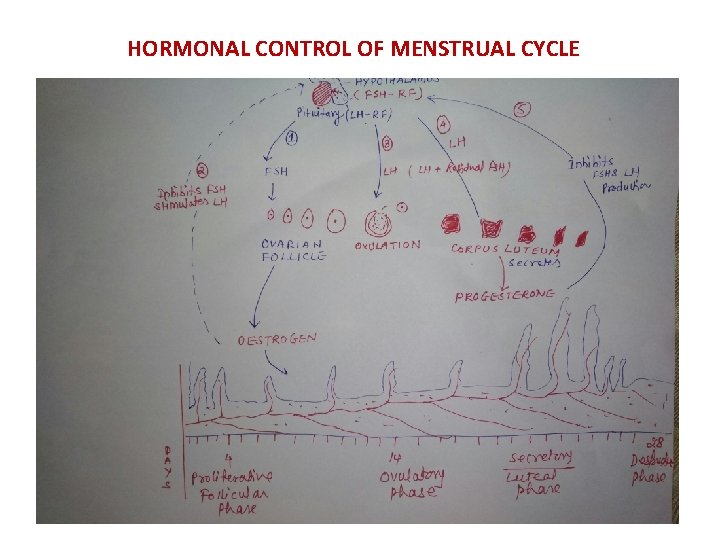 HORMONAL CONTROL OF MENSTRUAL CYCLE 