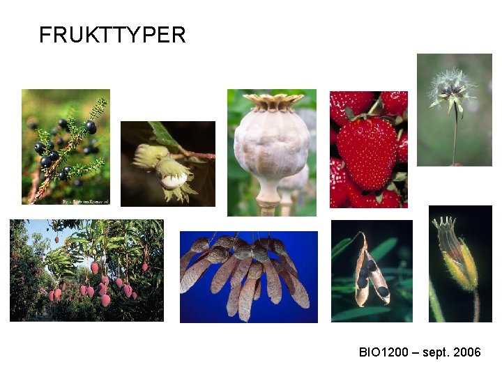 FRUKTTYPER BIO 1200 – sept. 2006 