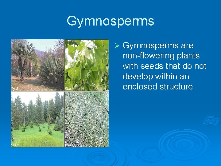 Gymnosperms Ø Gymnosperms are non-flowering plants with seeds that do not develop within an