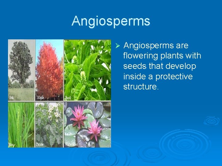 Angiosperms Ø Angiosperms are flowering plants with seeds that develop inside a protective structure.