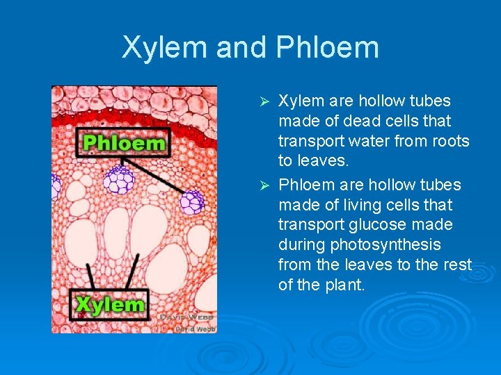 Xylem and Phloem Xylem are hollow tubes made of dead cells that transport water