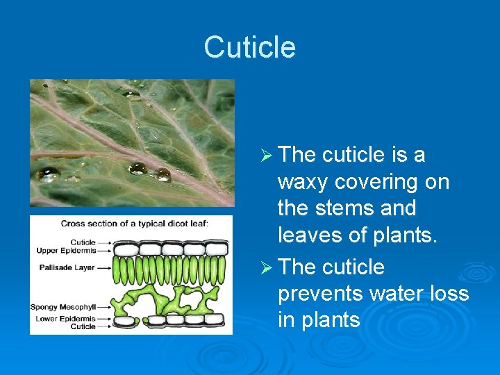 Cuticle Ø The cuticle is a waxy covering on the stems and leaves of