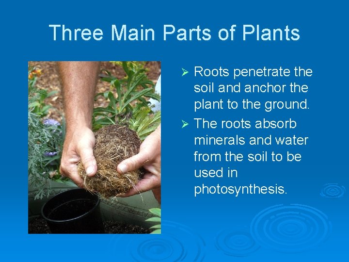 Three Main Parts of Plants Roots penetrate the soil and anchor the plant to