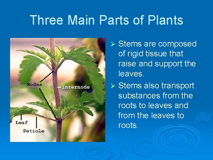 Three Main Parts of Plants Stems are composed of rigid tissue that raise and