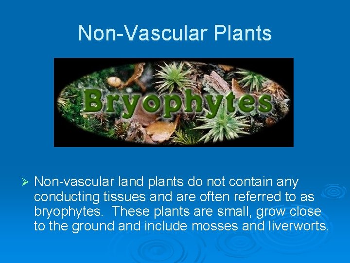 Non-Vascular Plants Ø Non-vascular land plants do not contain any conducting tissues and are