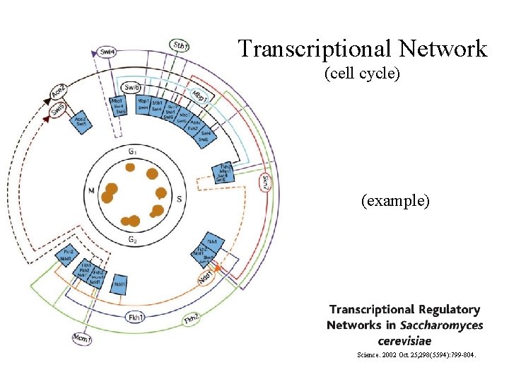 Transcriptional Network (cell cycle) (example) Science. 2002 Oct 25; 298(5594): 799 -804.  Transcriptional Network (cell cycle) (example) Science. 2002 Oct 25; 298(5594): 799 -804.
