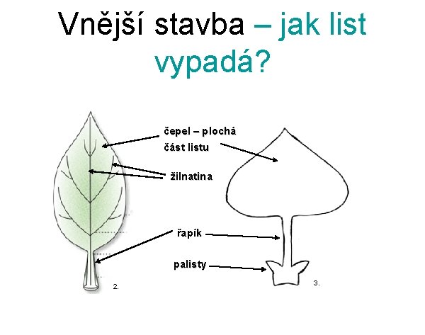 Vnější stavba – jak list vypadá? čepel – plochá část listu žilnatina řapík palisty